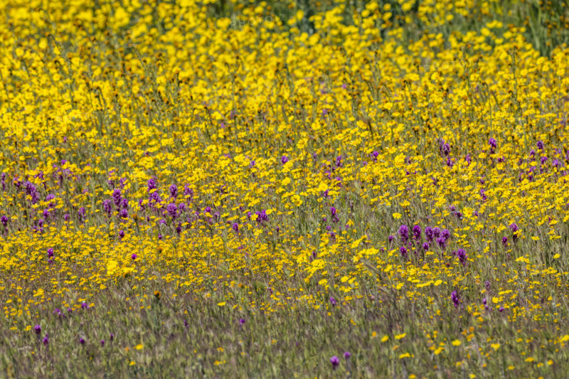 Yellow and purple spring wildflower bloom on Carrizo Plain