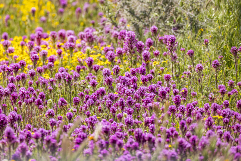 Purple and yellow spring wildflower bloom on Carrizo Plain