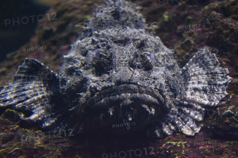 Close-up of Stonefish on seafloor
