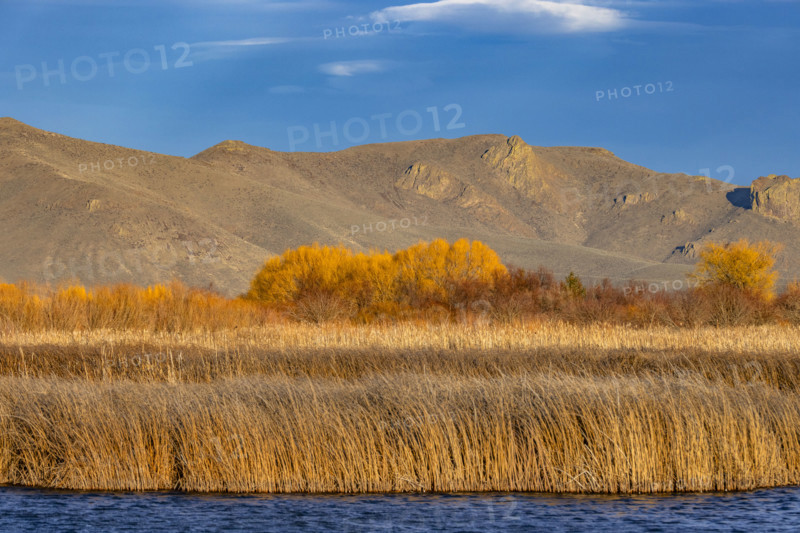 Marsh reeds against foothills