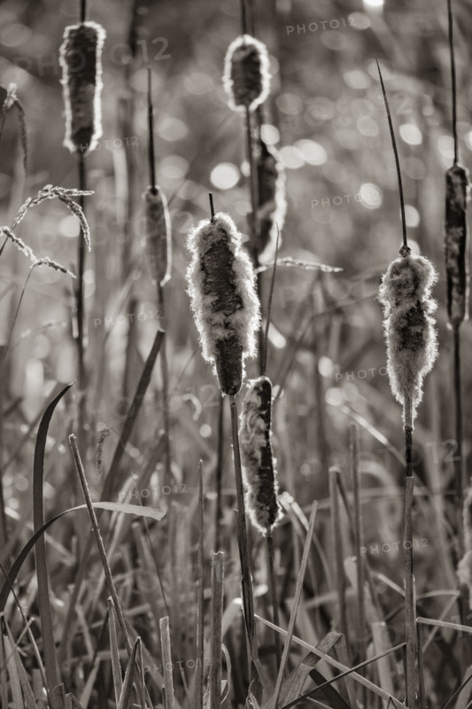 Close-up of cattails in late afternoon sun, black and white