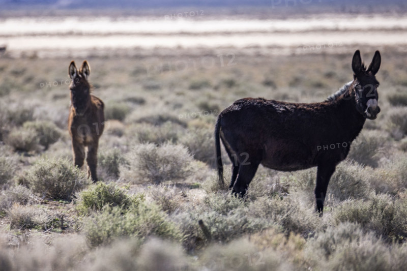 Two wild burros in desert
