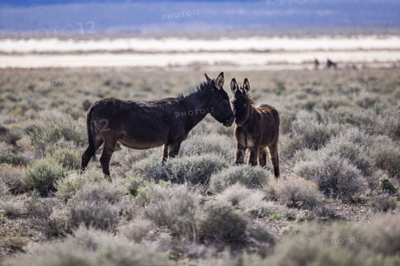Two wild burros in desert