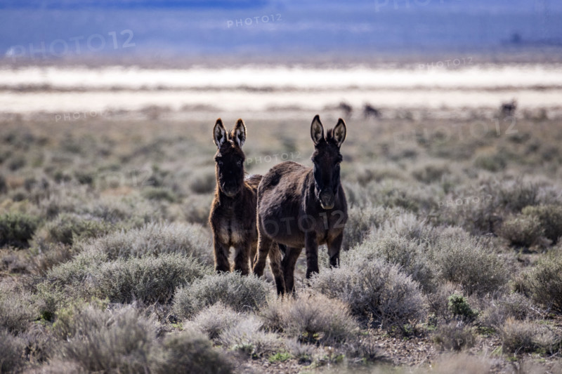 Two wild burros in desert