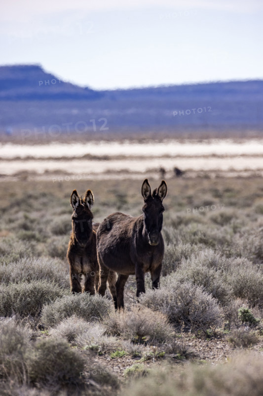 Two wild burros in desert