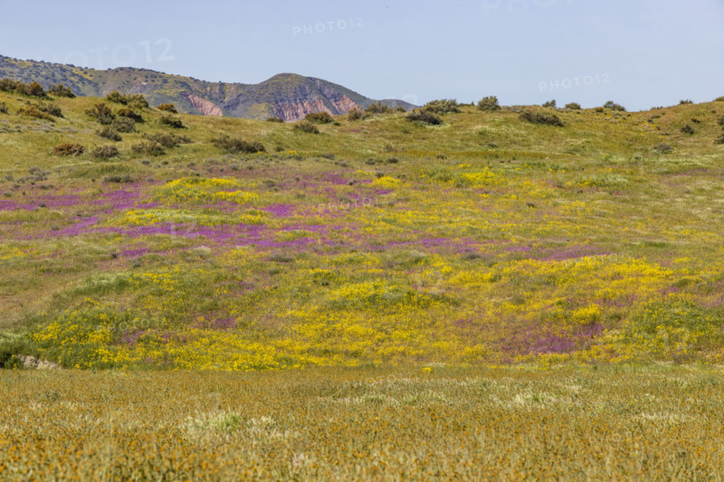 Spring wildflower bloom on Carrizo Plain