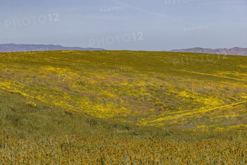 Spring wildflower bloom on Carrizo Plain