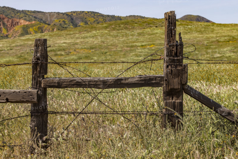 Fence and spring wildflower bloom on Carrizo Plain