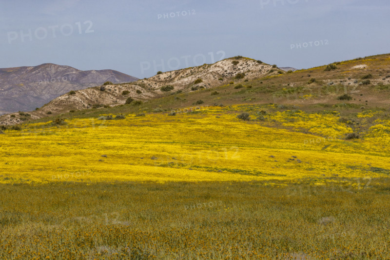 Spring wildflower bloom on Carrizo Plain