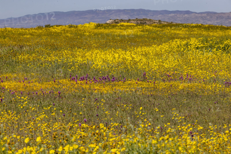 Spring wildflower bloom on Carrizo Plain