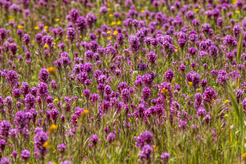 Close-up of purple wildflower bloom on Carrizo Plain