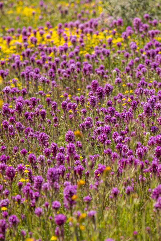 Close-up of purple and yellow wildflower bloom on Carrizo Plain