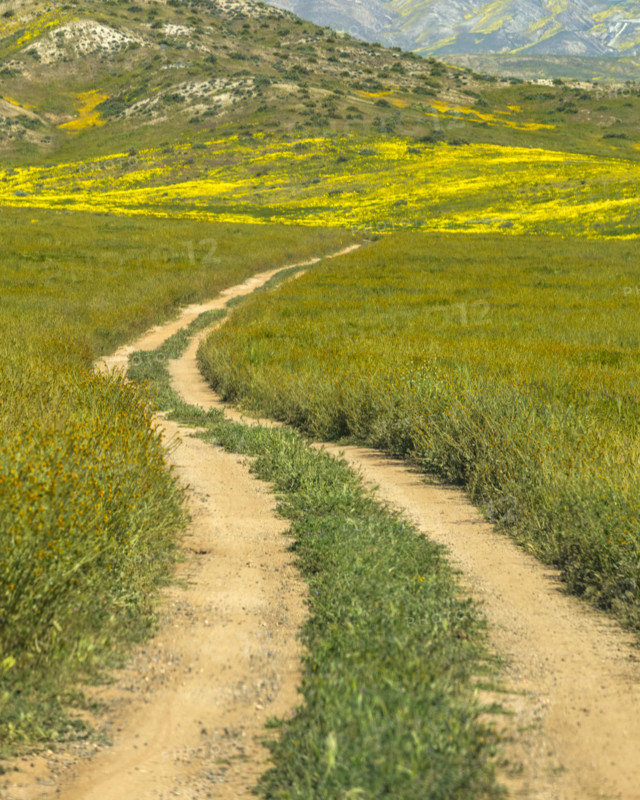 Dirt road crossing Carrizo Plain