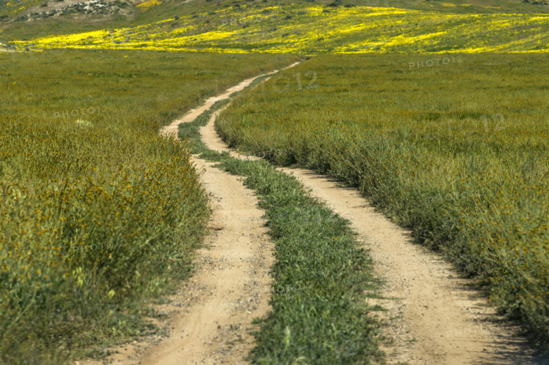 Dirt road crossing Carrizo Plain
