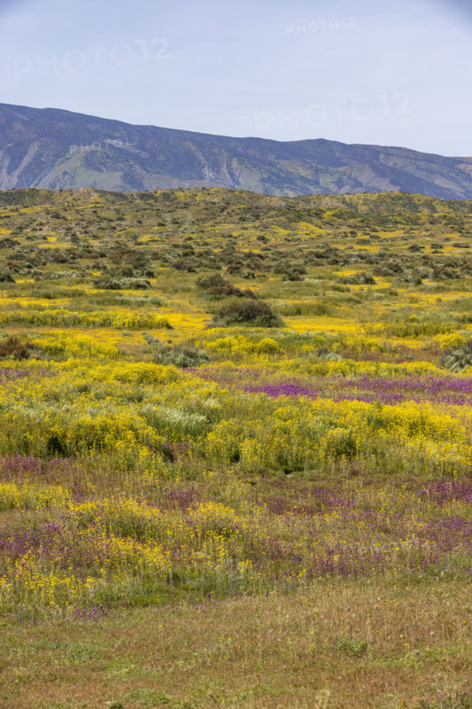 Spring wildflower bloom on Carrizo Plain