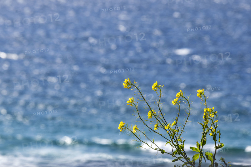 Close-up of yellow wildflowers against calm ocean