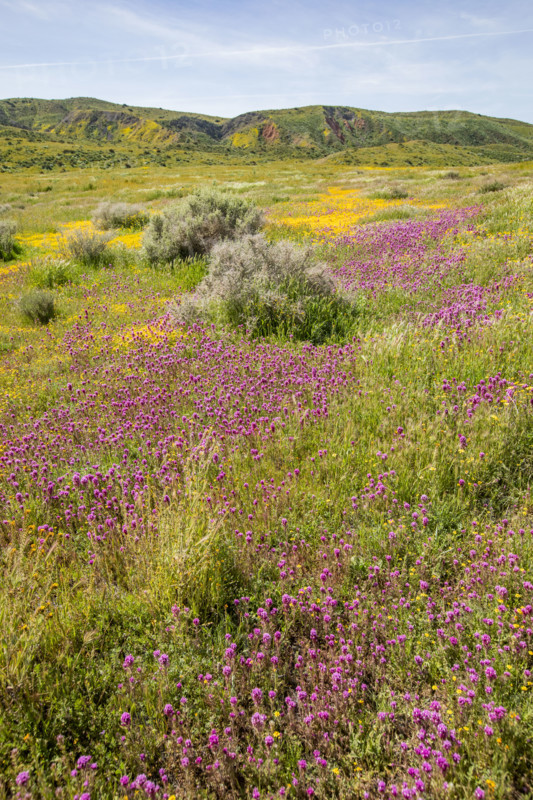 Spring yellow and purple wildflower bloom on Carrizo Plain