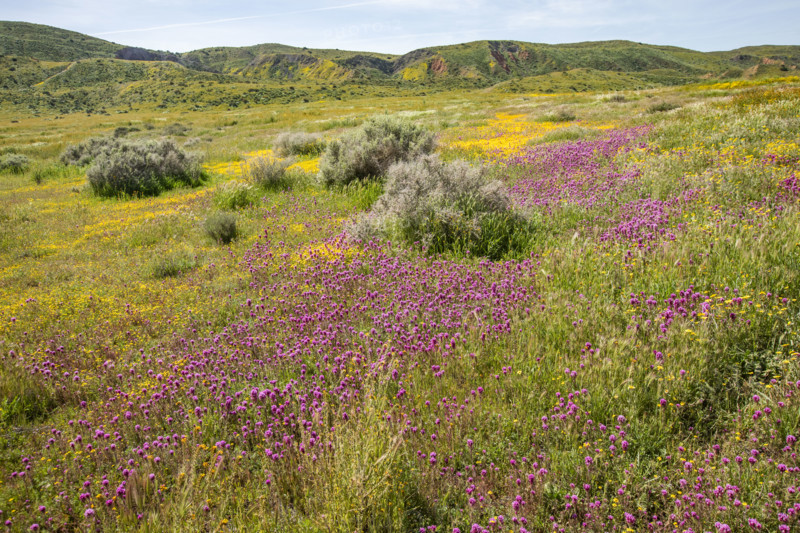 Spring yellow and purple wildflower bloom on Carrizo Plain