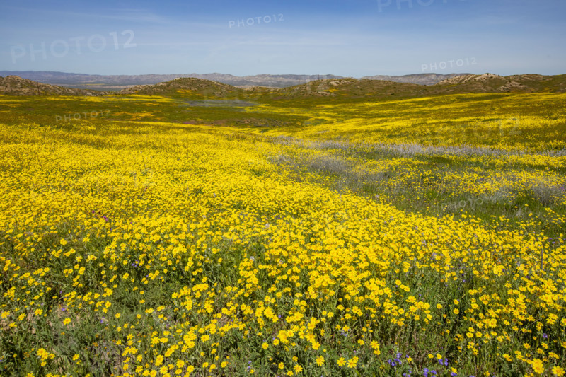 Spring yellow wildflower bloom on Carrizo Plain
