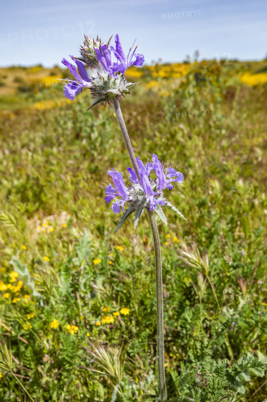 Close-up of purple wildflower on Carrizo Plain
