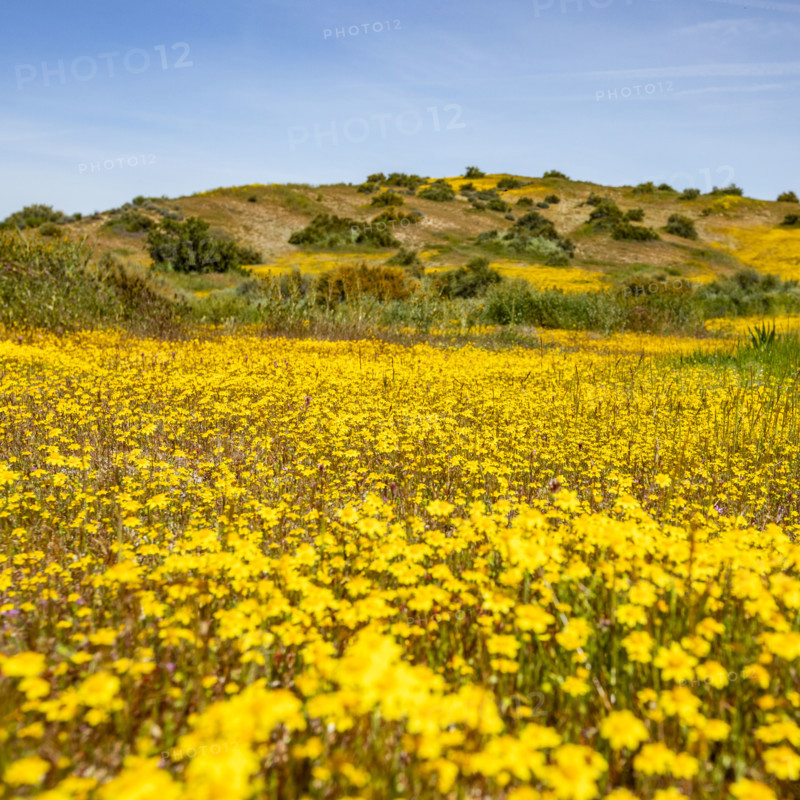 Spring yellow wildflower bloom on Carrizo Plain