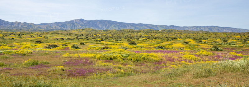 Spring yellow and purple wildflower bloom on Carrizo Plain