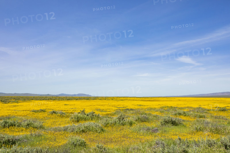 Spring yellow wildflower bloom on Carrizo Plain