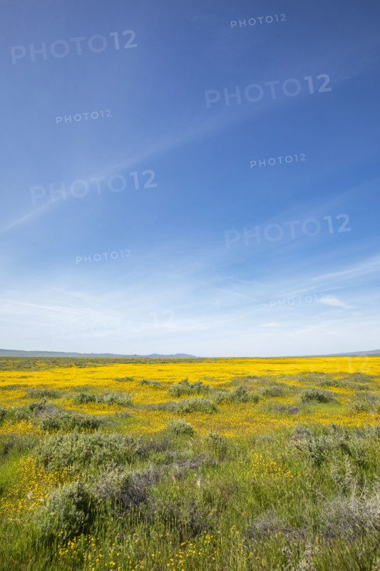 Spring yellow wildflower bloom on Carrizo Plain