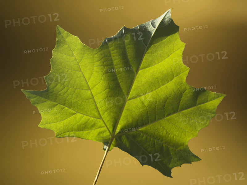 Close-up of green American Sycamore leaf