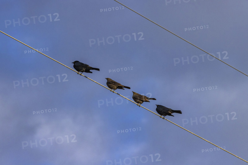 Row of blackbirds on wire against sky