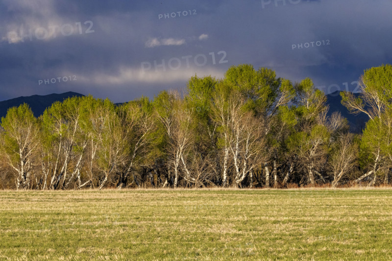 Storm clouds above field and trees