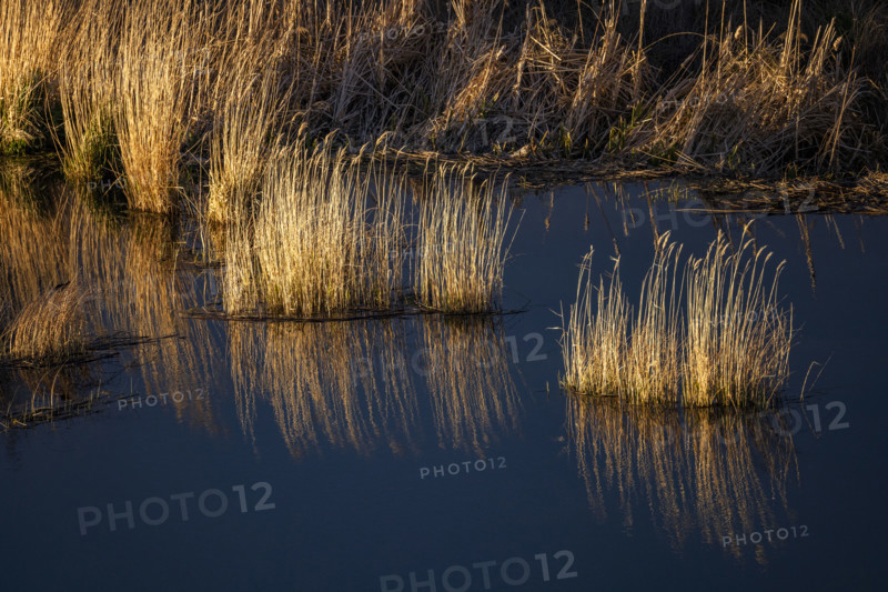 Marsh grasses in late afternoon light