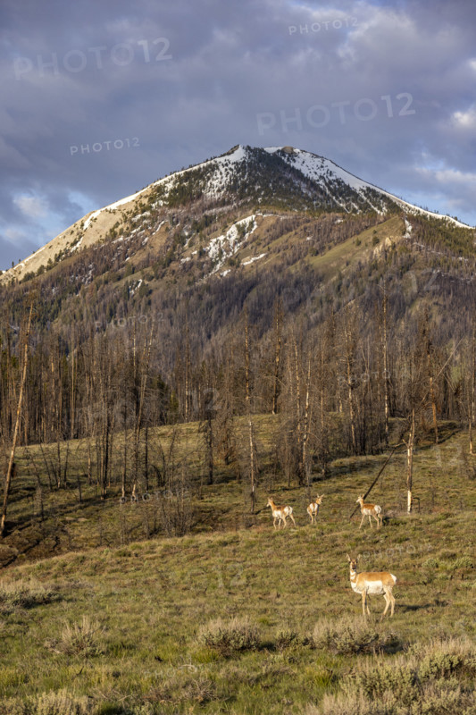 Pronghorn Antelopes in field in Sawtooth Mountains