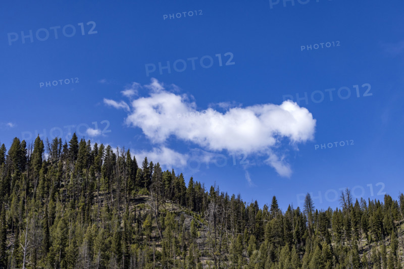 Puffy cloud over forested hill