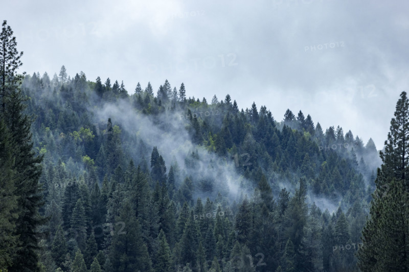 Fog rising from hillside forest