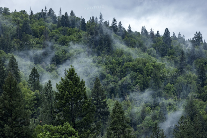 Fog rising from hillside forest