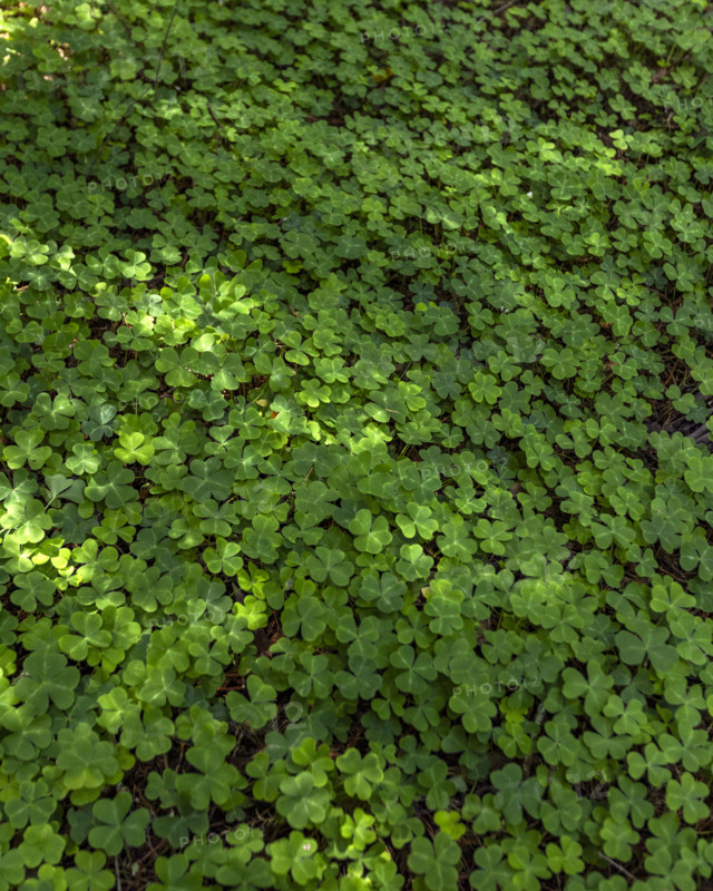 Close-up of clover filed in Henry Cowell Redwoods State Park