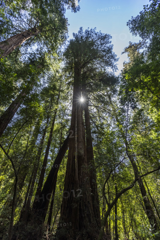 Sun shining through tall trees in Henry Cowell Redwoods State Park