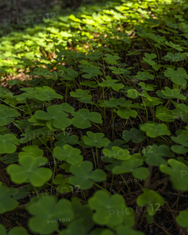 Close-up of clover filed in Henry Cowell Redwoods State Park