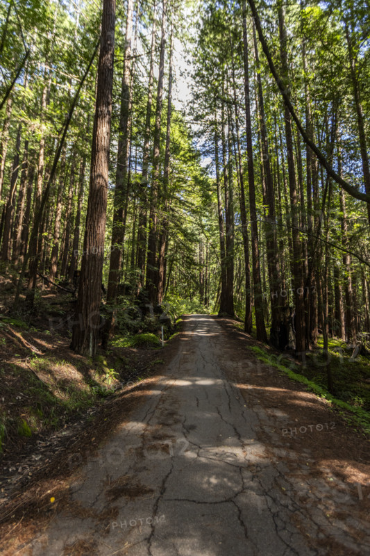Road and trees in Henry Cowell Redwoods State Park