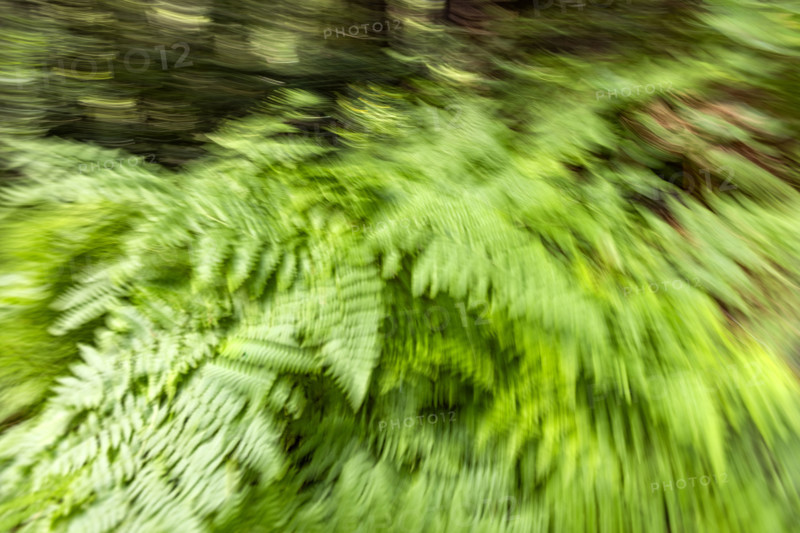 Green ferns in forest, motion blur