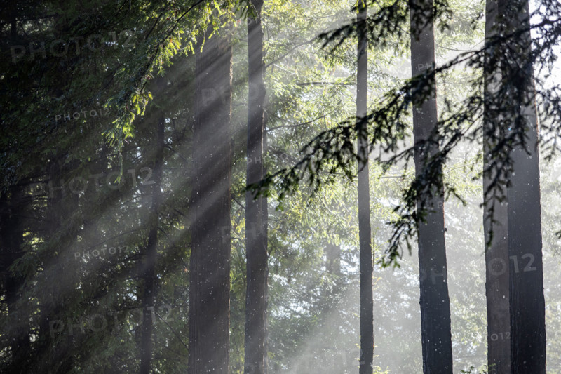 Sun shining through trees during rain