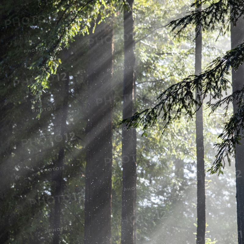Sun shining through trees during rain