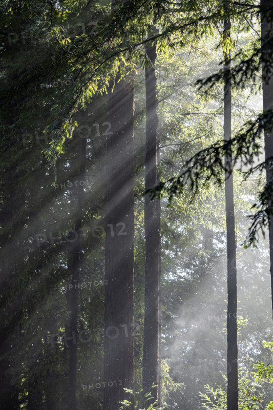 Sun shining through trees during rain