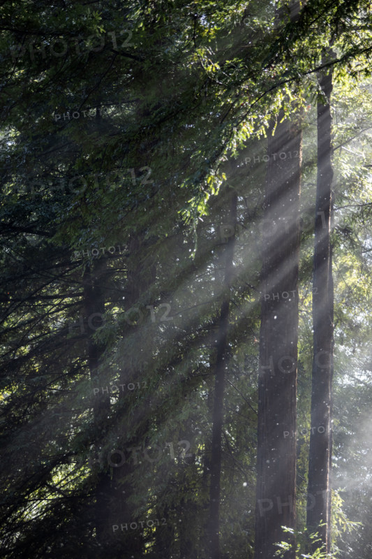 Sun shining through trees during rain