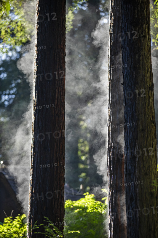 Redwood trees steaming after rainstorm