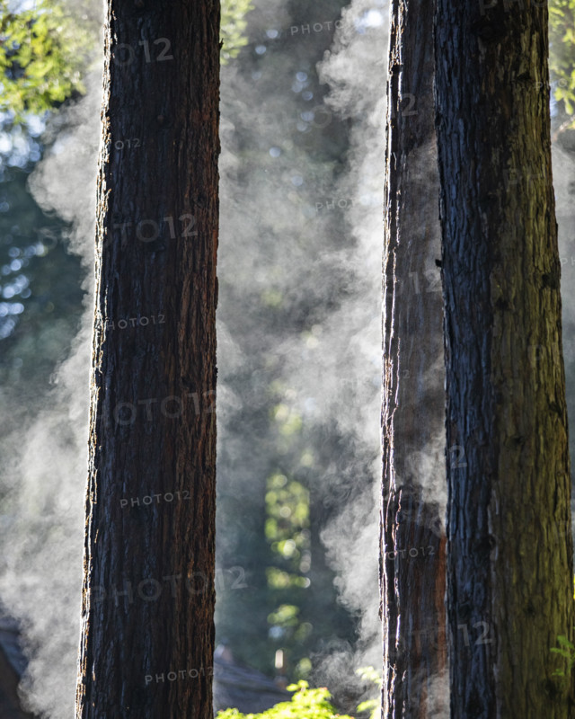 Redwood trees steaming after rainstorm