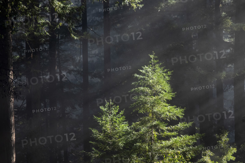 Shafts of sunlight in forest