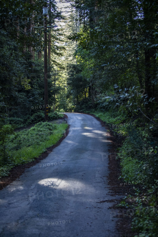 Small road through redwood forest