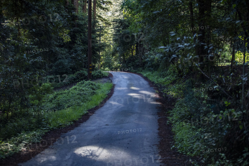 Small road through redwood forest